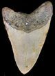 Bargain Megalodon Tooth - North Carolina #41160-2